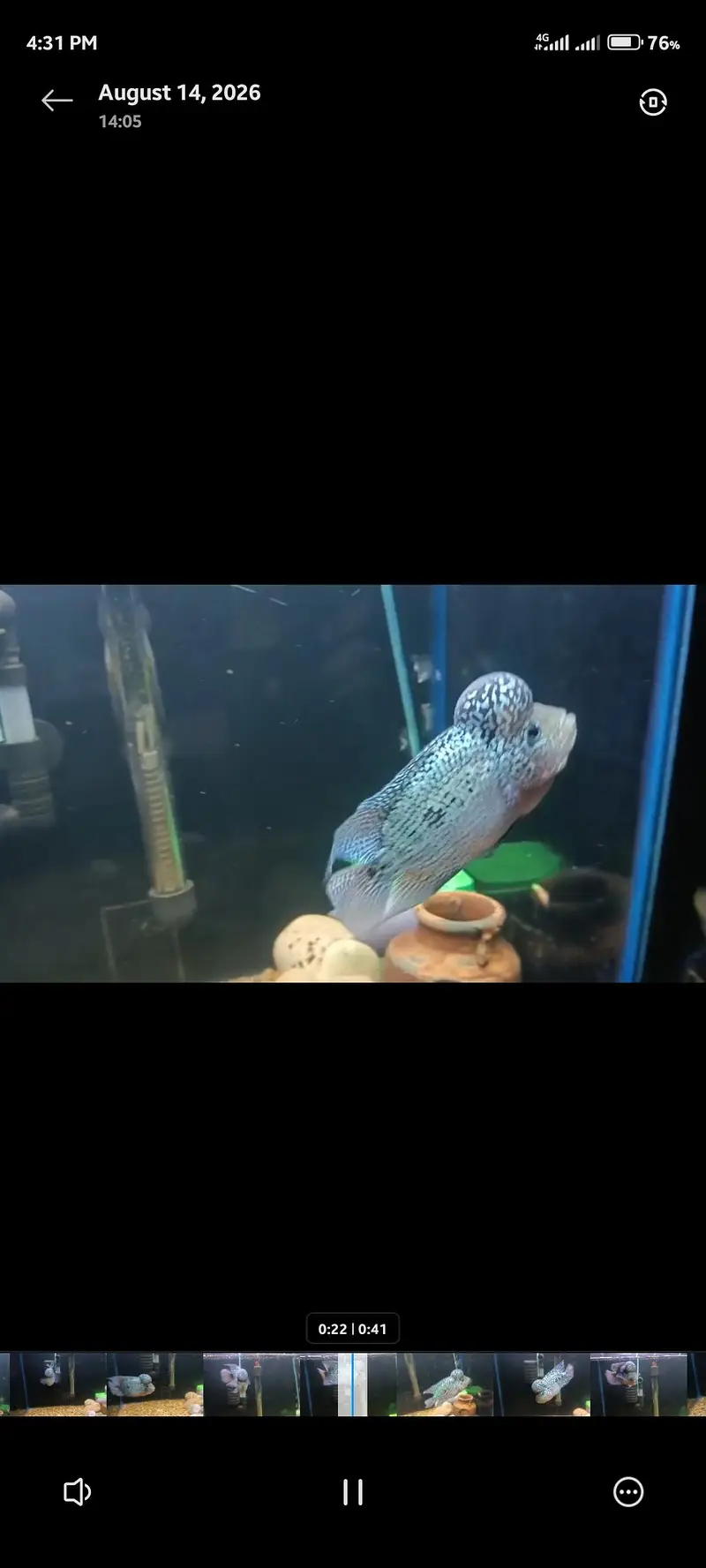 Flowerhorn fish Male — photo 2