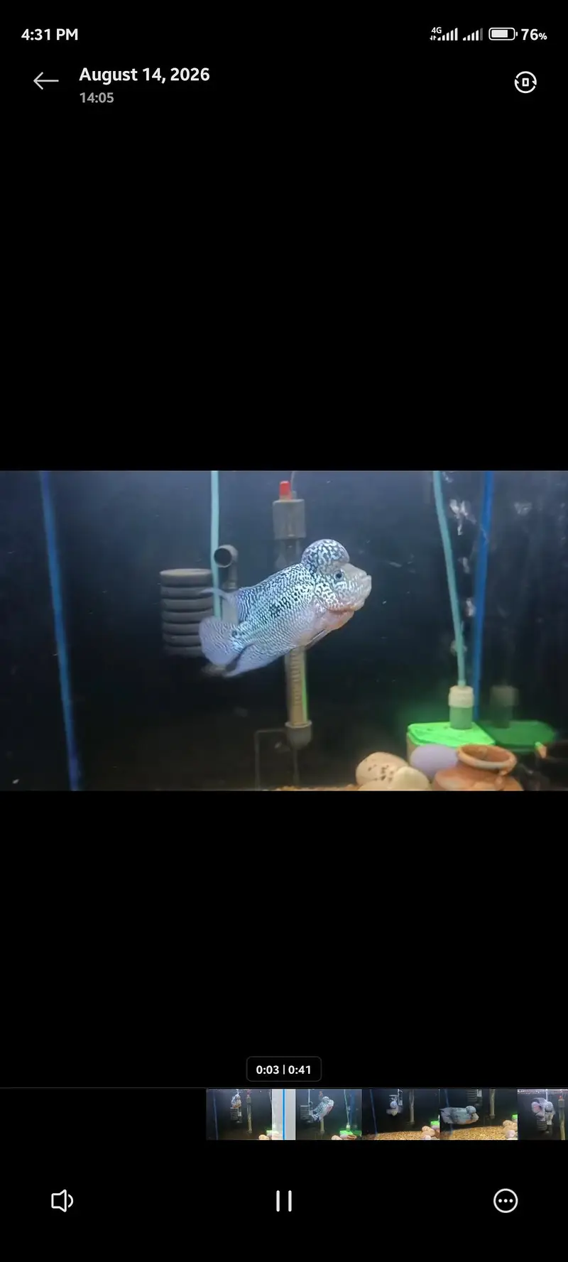 Flowerhorn fish Male — photo 3