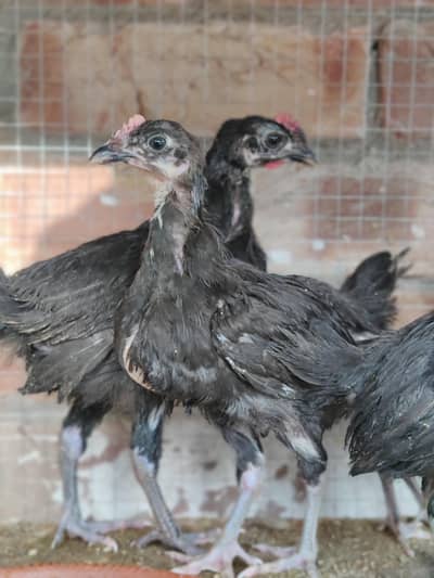 Australorp Chickes 72 Days Age