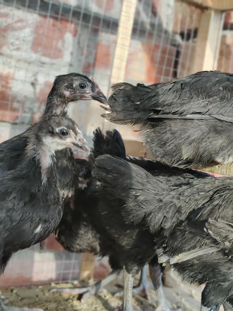 Australorp Chickes 72 Days Age — photo 2