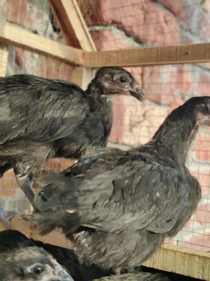 Australorp Chickes 72 Days Age — photo 3