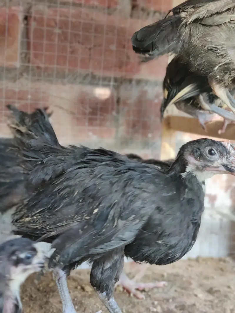 Australorp Chickes 72 Days Age — photo 4