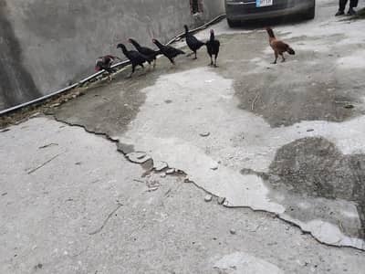 7 hens aseel pure
