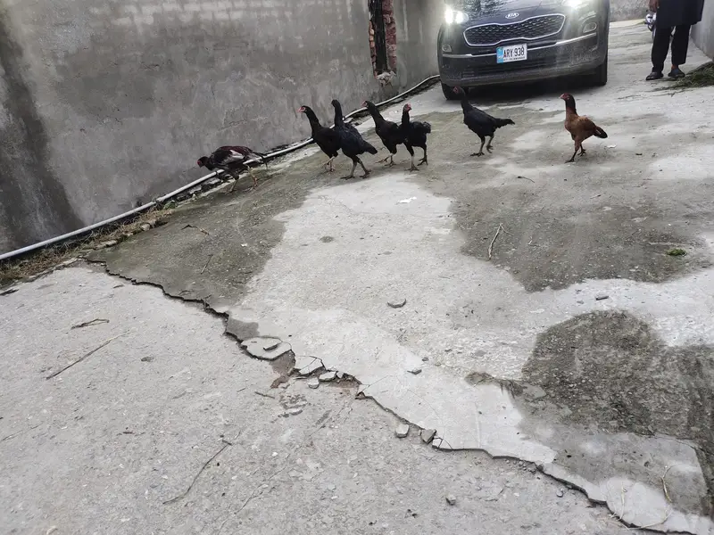 7 hens aseel pure — photo 2