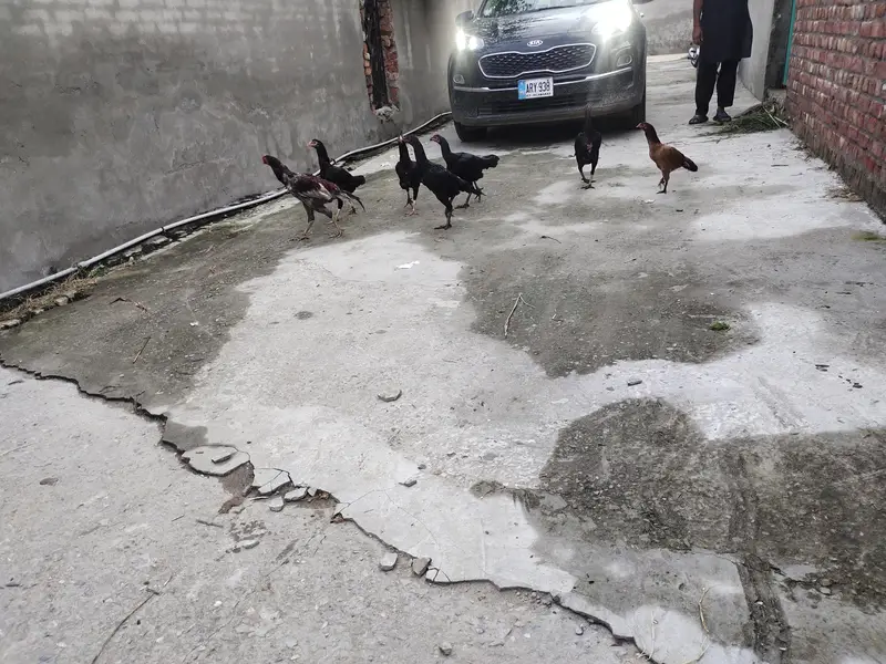 7 hens aseel pure — photo 3