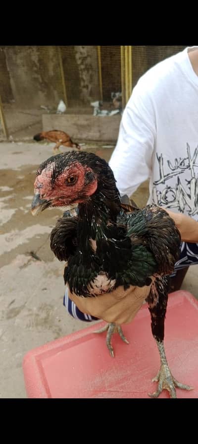 theekar Thai burmi female high quality