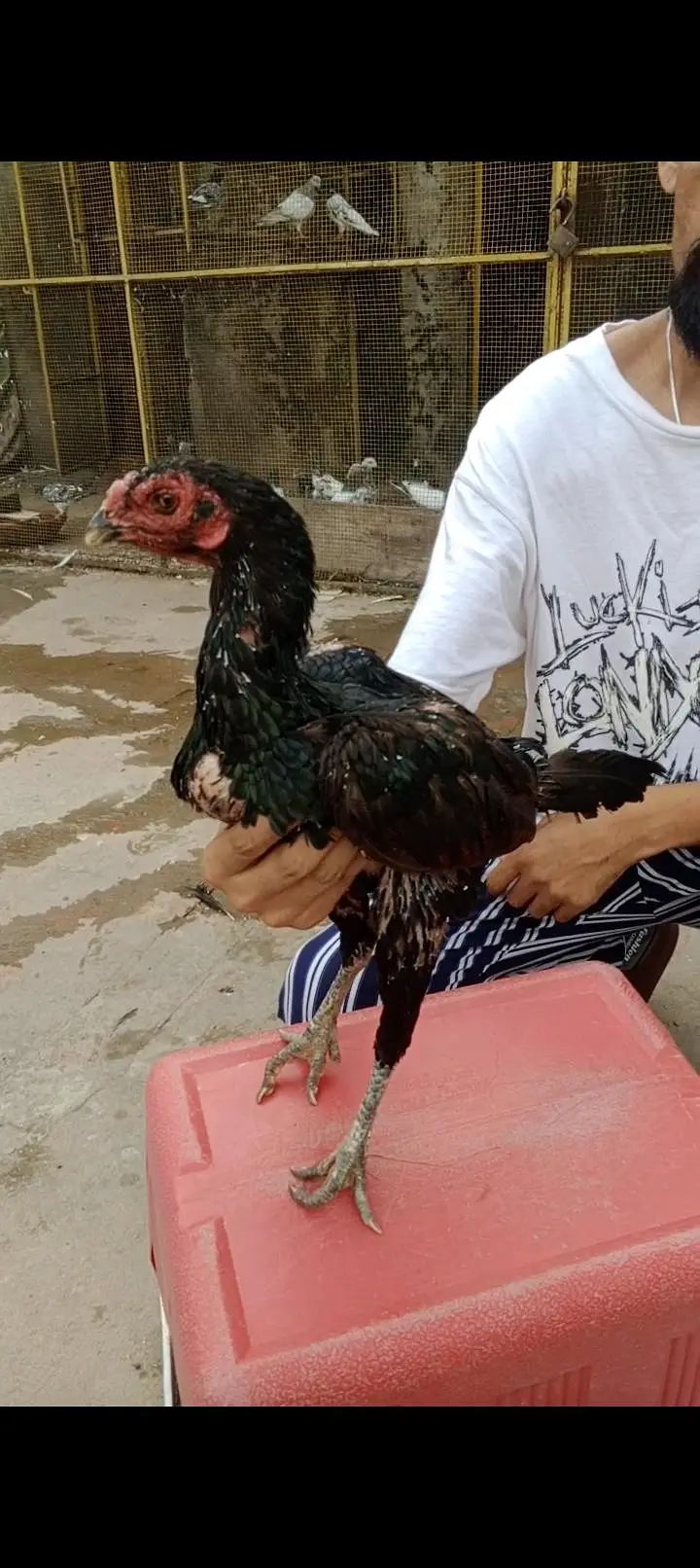 theekar Thai burmi female high quality — photo 2
