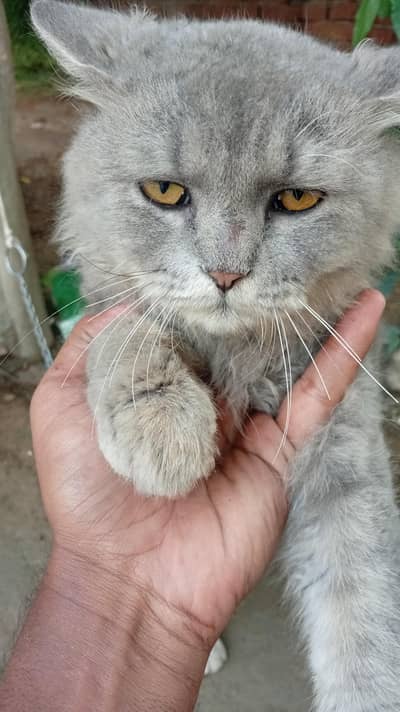 male cat sall