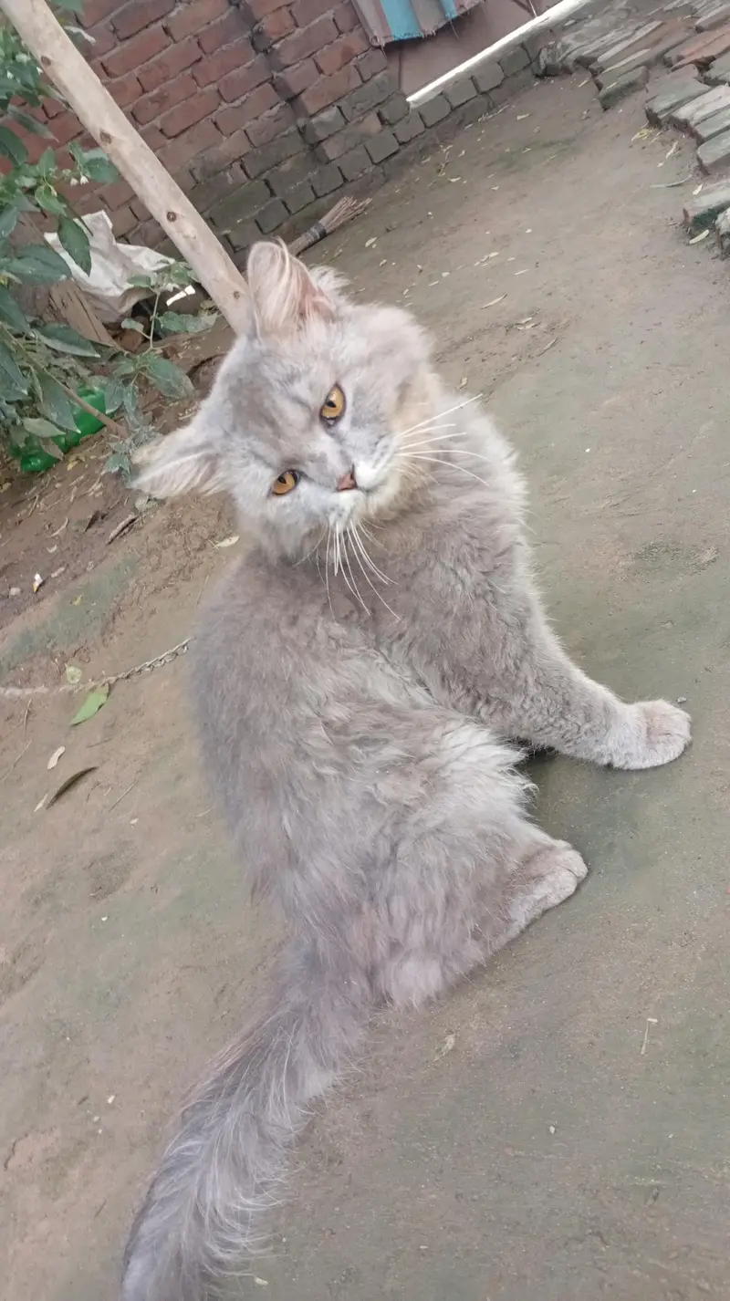 male cat sall — photo 2