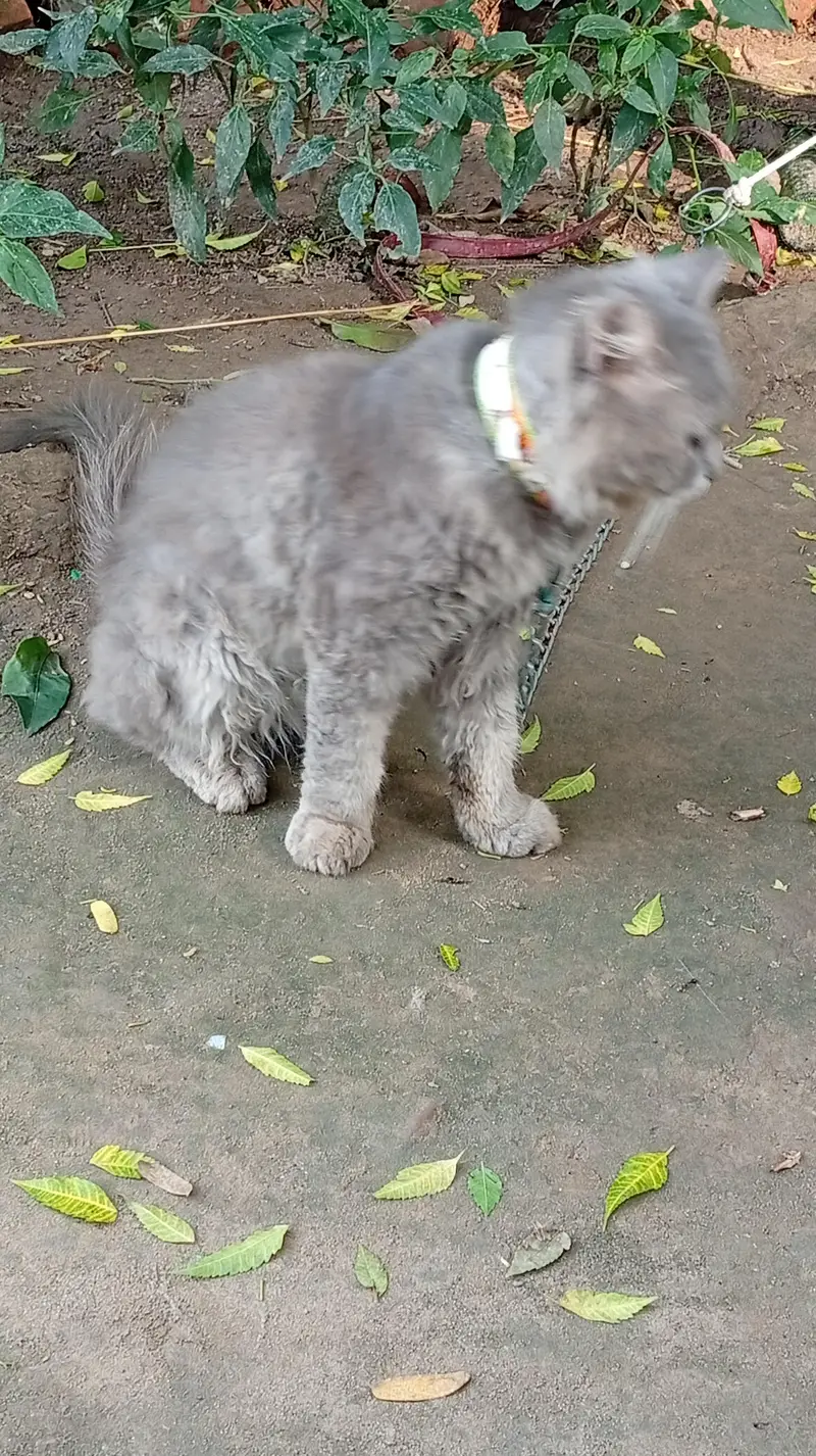 male cat sall — photo 3