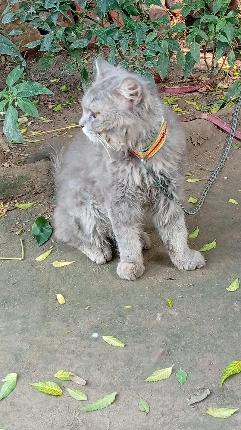 male cat sall — photo 4