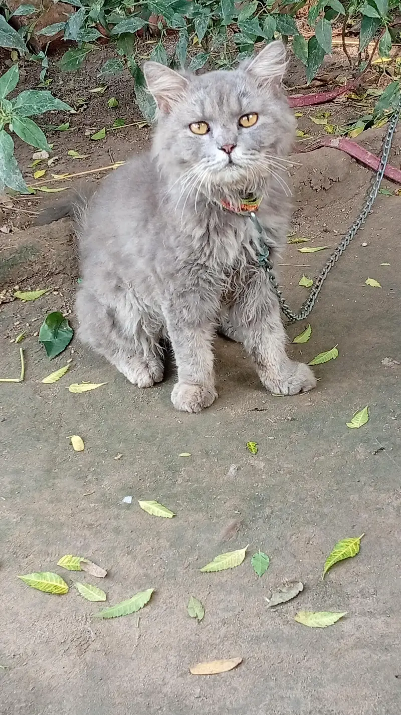 male cat sall — photo 5