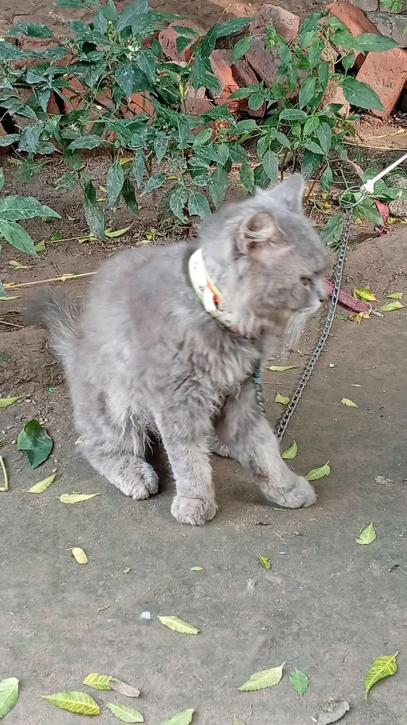 male cat sall — photo 6