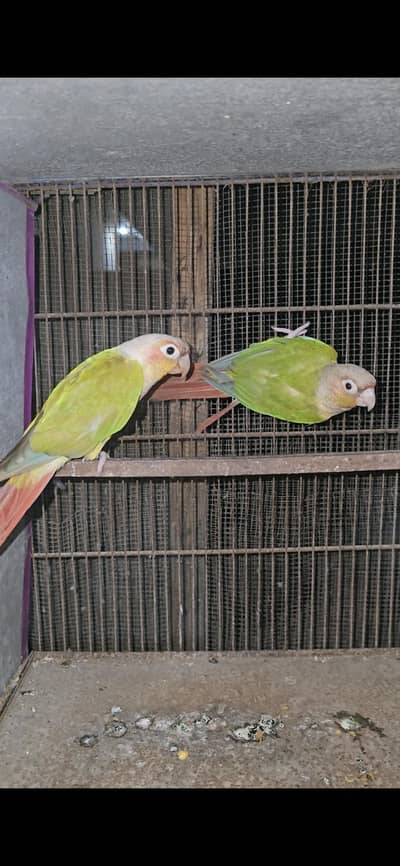 Pineapple conure bonded pair