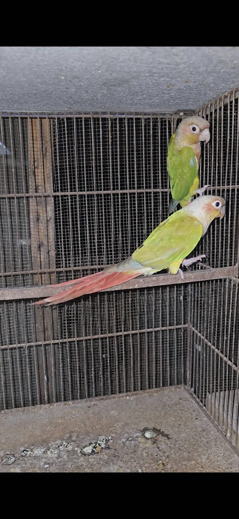 Pineapple conure bonded pair 1