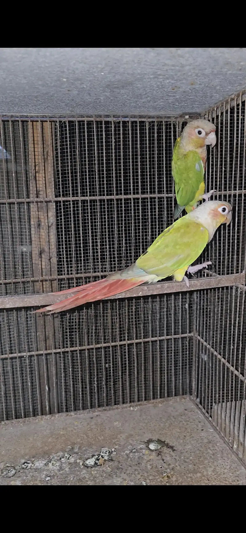 Pineapple conure bonded pair — photo 2