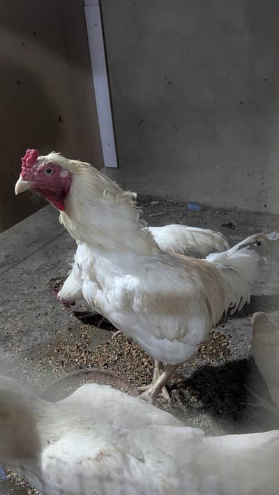 Aseel Heera Cross Male, Female, Pathy