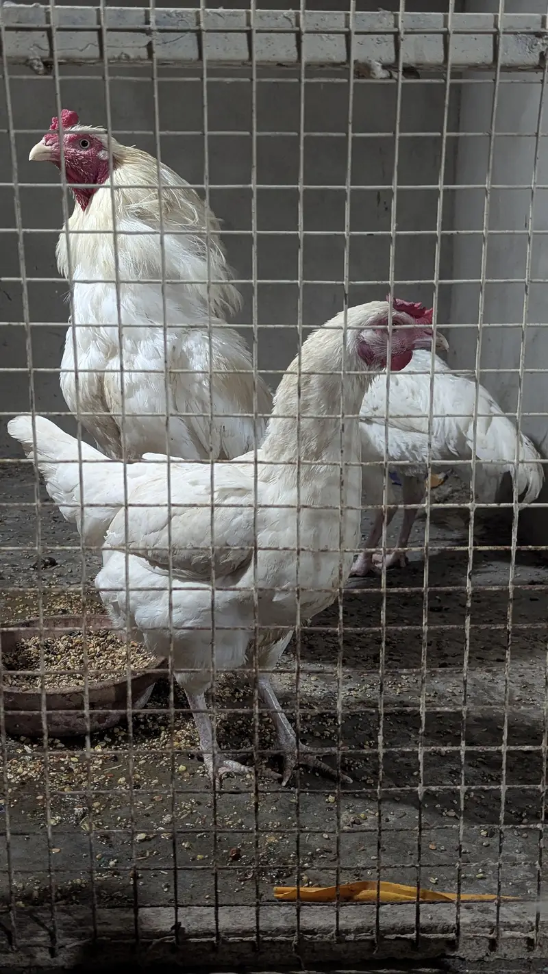 Aseel Heera Cross Male, Female, Pathy — photo 3