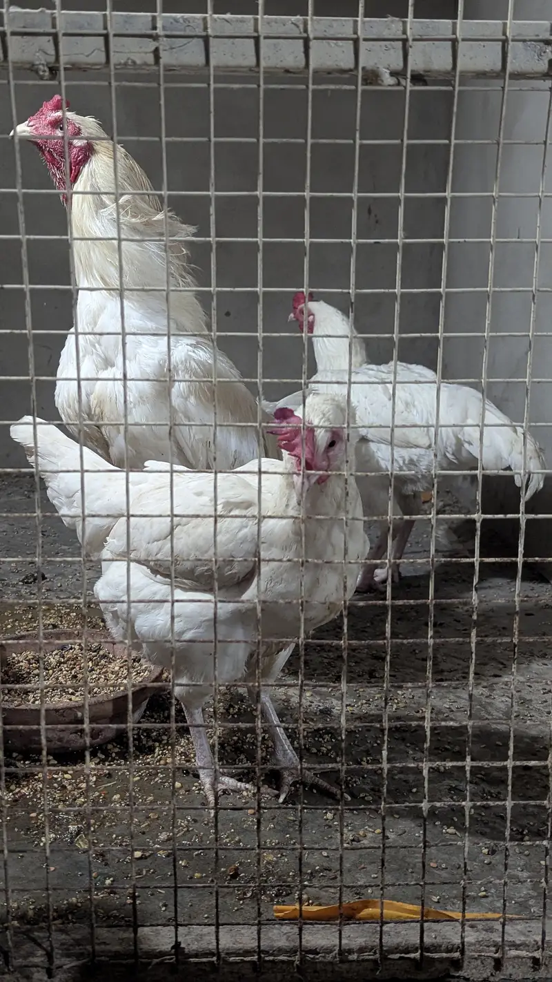 Aseel Heera Cross Male, Female, Pathy — photo 4
