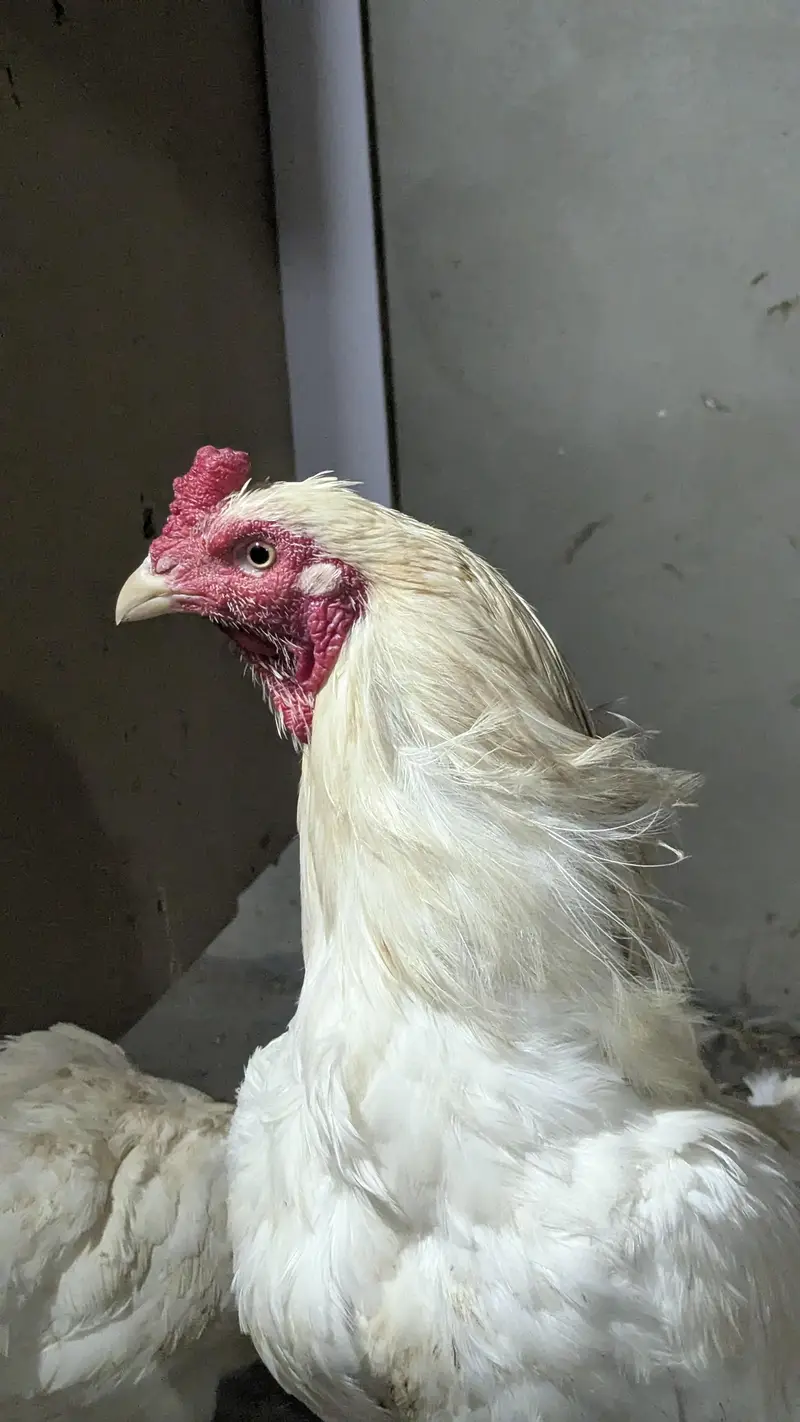 Aseel Heera Cross Male, Female, Pathy — photo 9