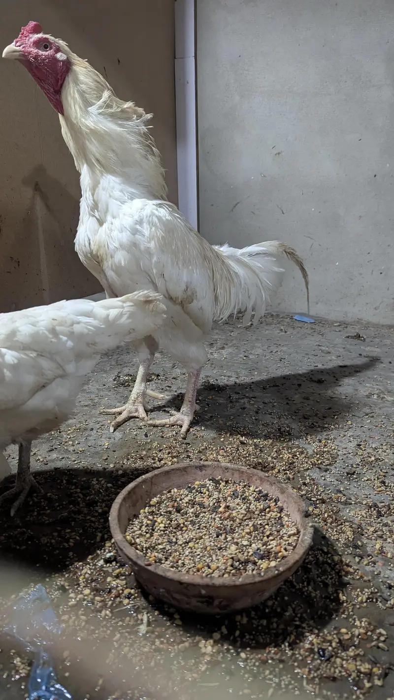 Aseel Heera Cross Male, Female, Pathy — photo 10