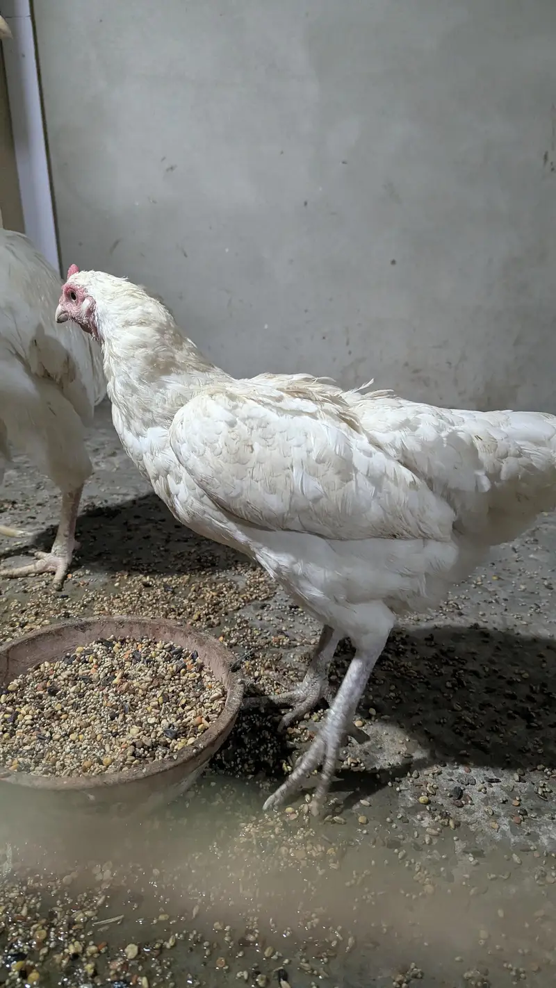 Aseel Heera Cross Male, Female, Pathy — photo 12