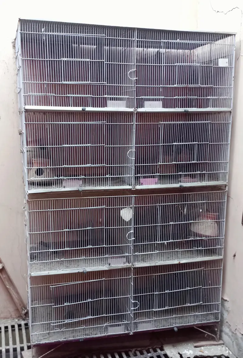 8-Portion Iron Bird Cage for Sale (6x4x2 Feet) — photo 2