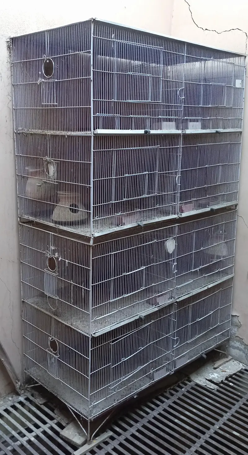 8-Portion Iron Bird Cage for Sale (6x4x2 Feet) — photo 3