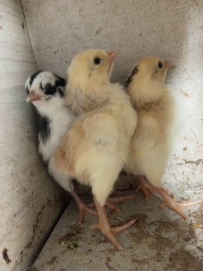 Aseel chicks 7days old available