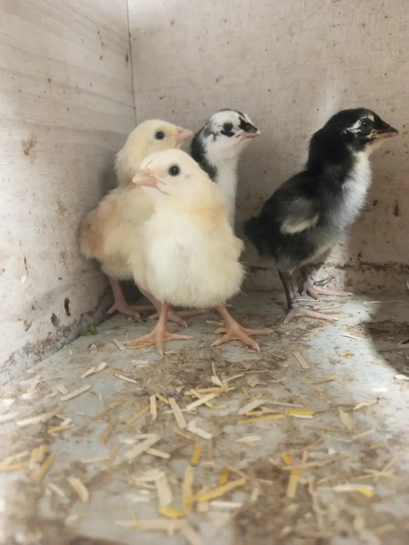 Aseel chicks 7days old available — photo 2