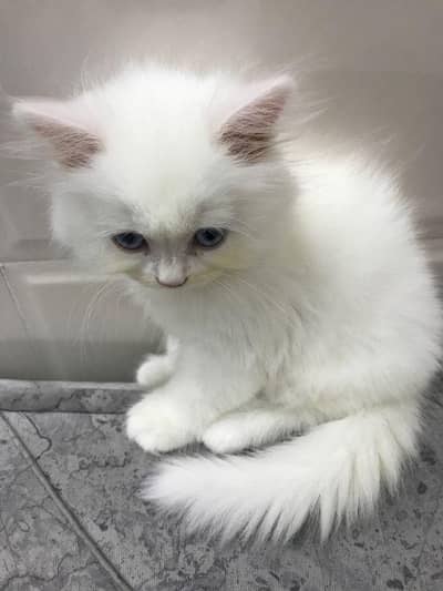 beautiful triple coat Persian kitten