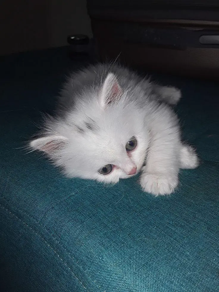 beautiful triple coat Persian kitten — photo 2