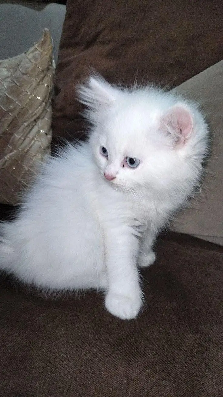 beautiful triple coat Persian kitten — photo 3