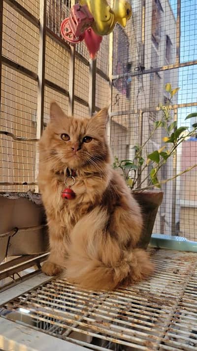 Persian female cat