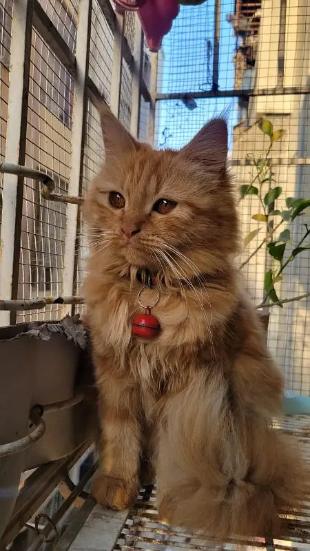 Persian female cat — photo 2
