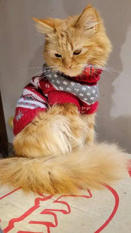 Persian female cat — photo 4