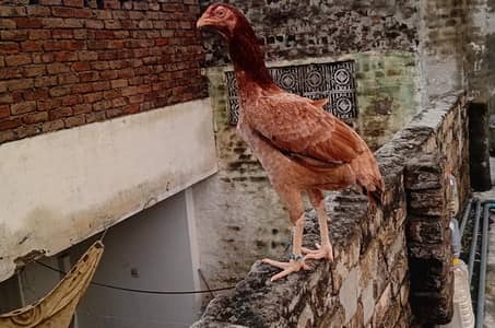 2 hen 4 sale  rawalpindi