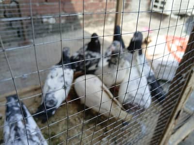 Pigeons for Sale