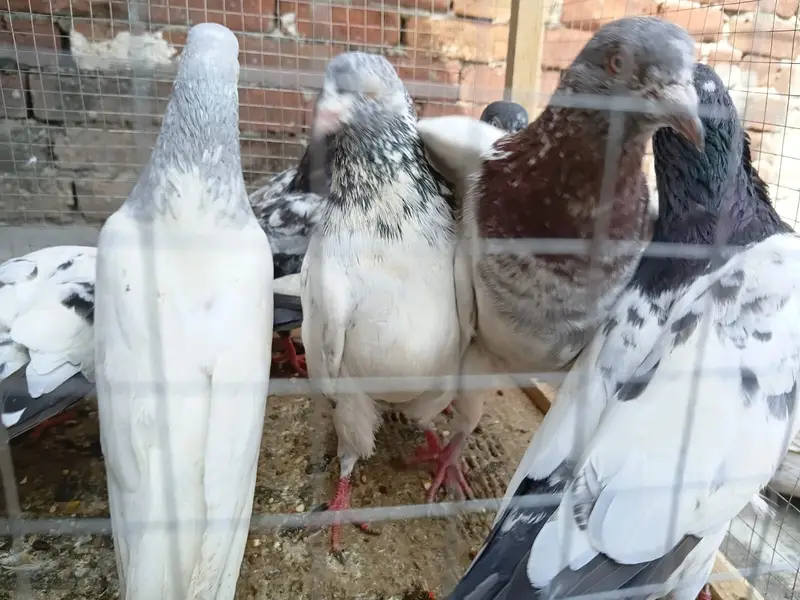 Pigeons for Sale — photo 2