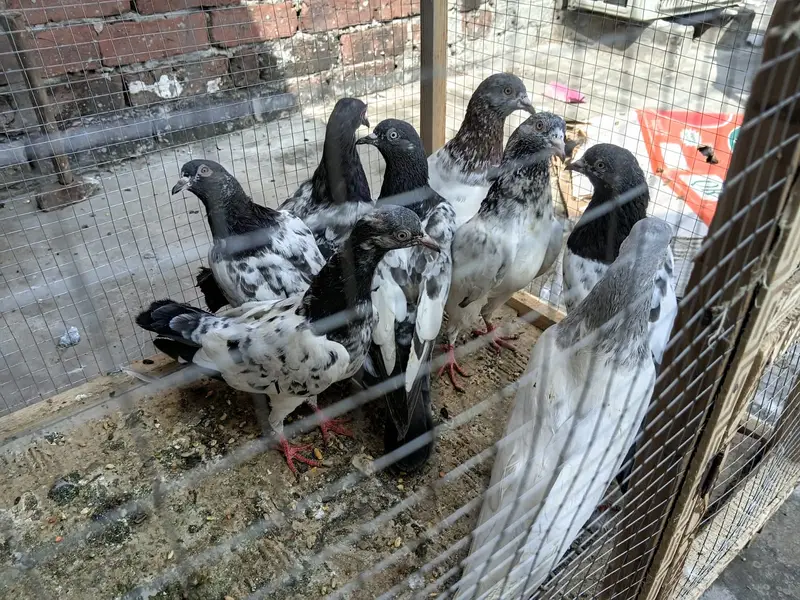 Pigeons for Sale — photo 3