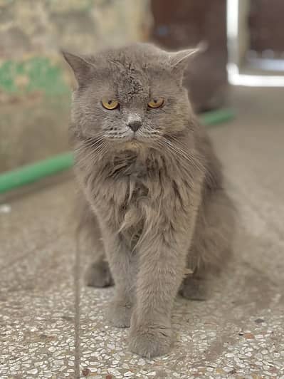 Male cat