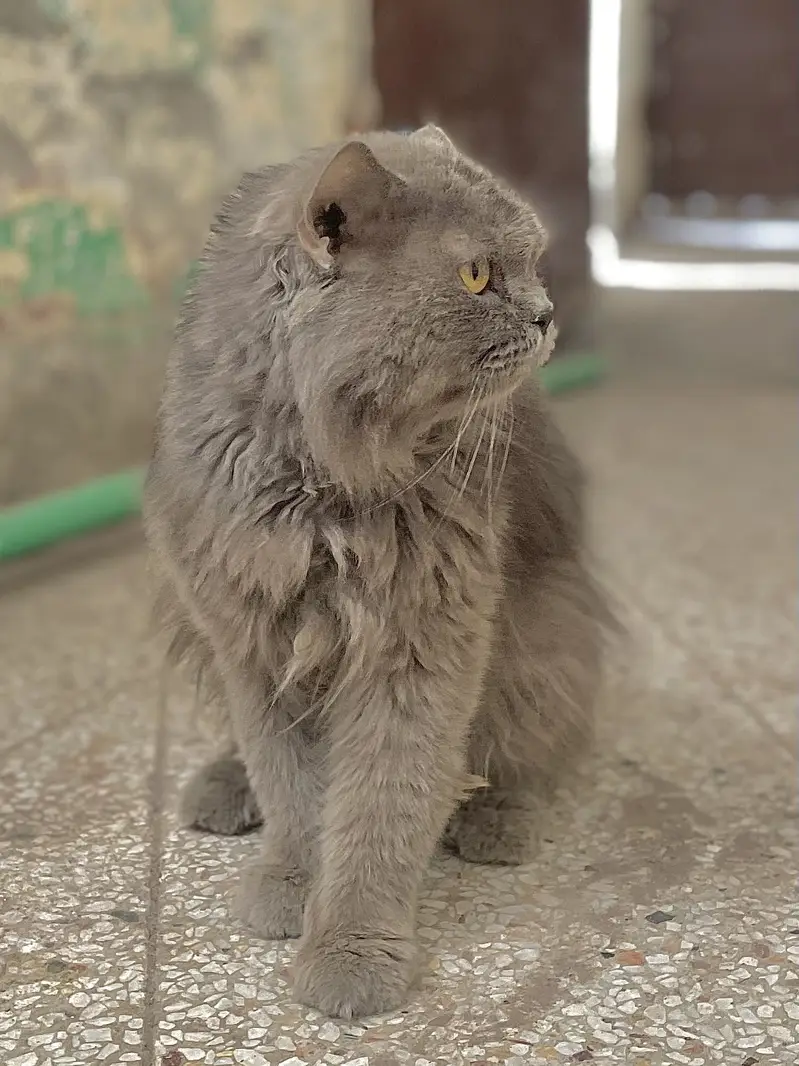 **Persian Male Cat | Gray | Punch Face** — photo 2