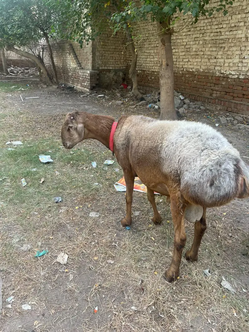 Turkey Dumba — photo 2