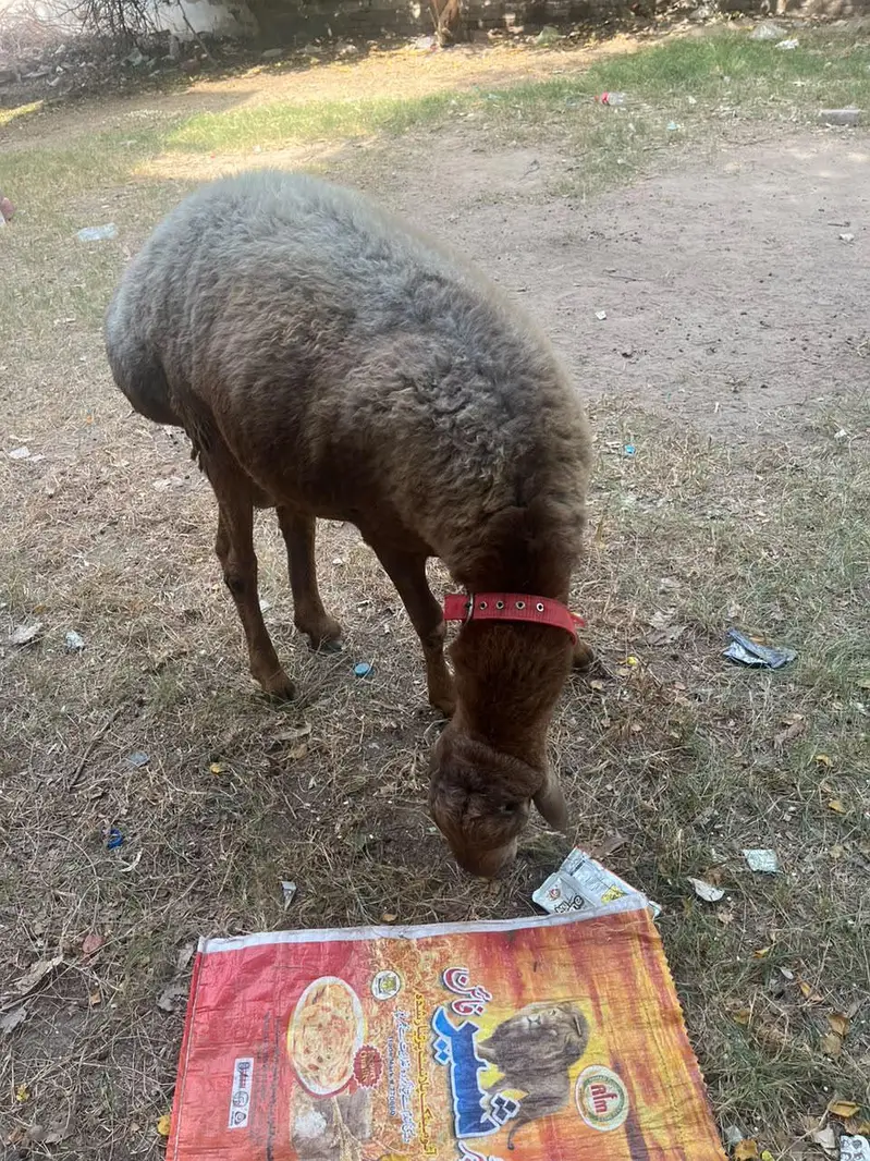 Turkey Dumba — photo 3