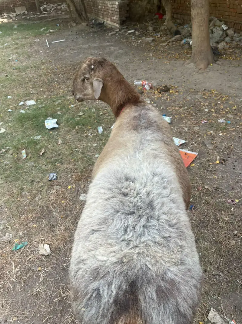Turkey Dumba — photo 4