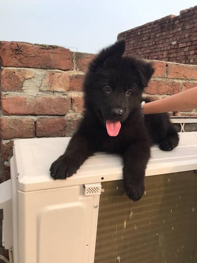 Black Jurmen Shepherd high quality. .