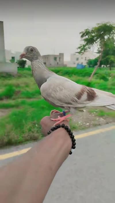 hand  training 