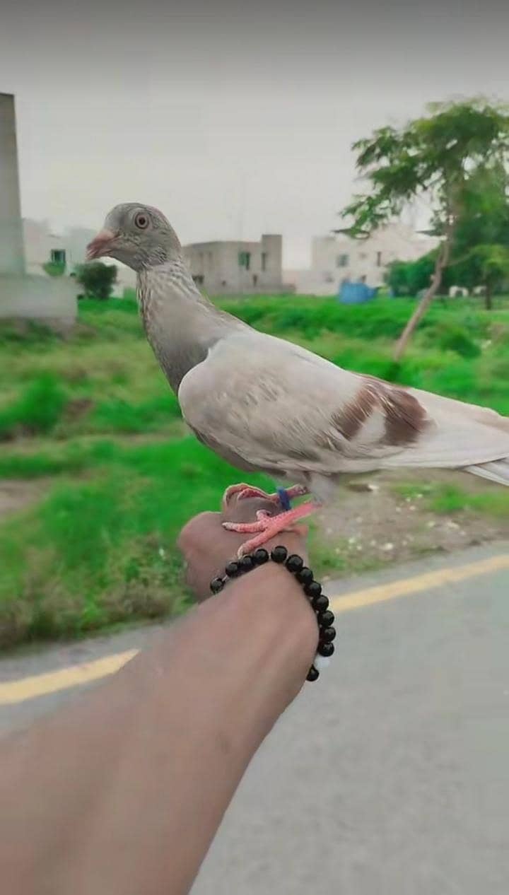 hand  training  0
