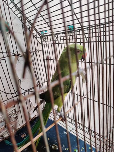 parrot