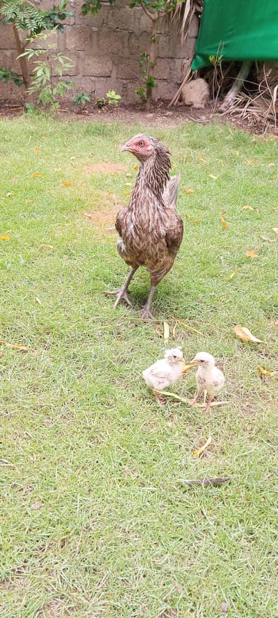 aseel hens